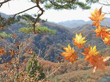 茶陵县红色农场领导团队引领农场新发展之路